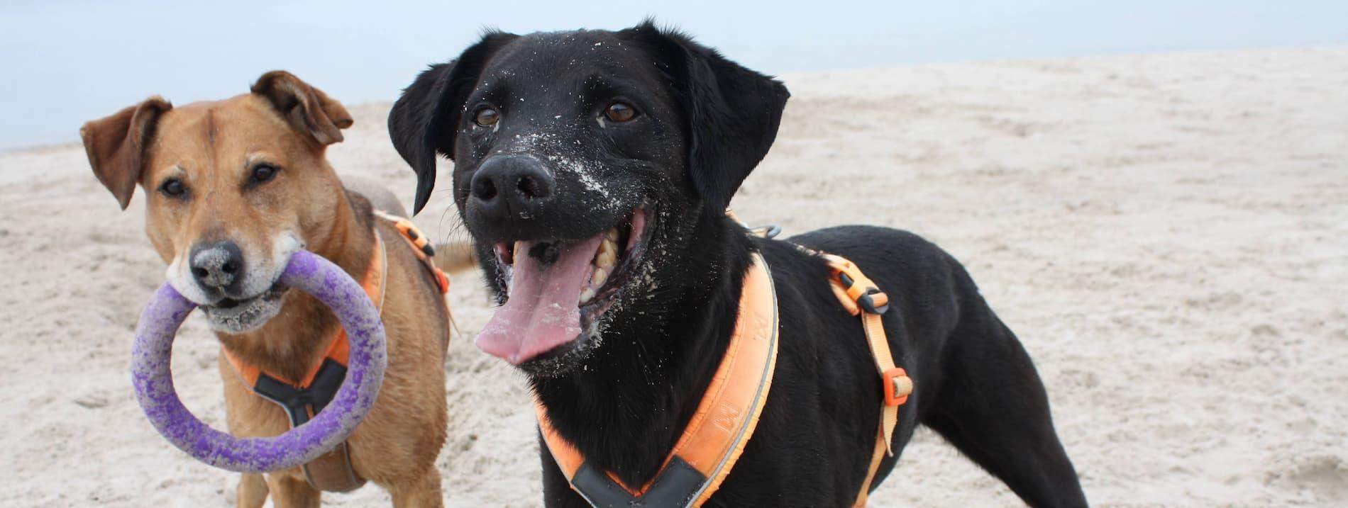 psy bawiące się na plaży