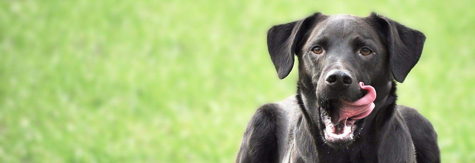 pies leon adoptowany