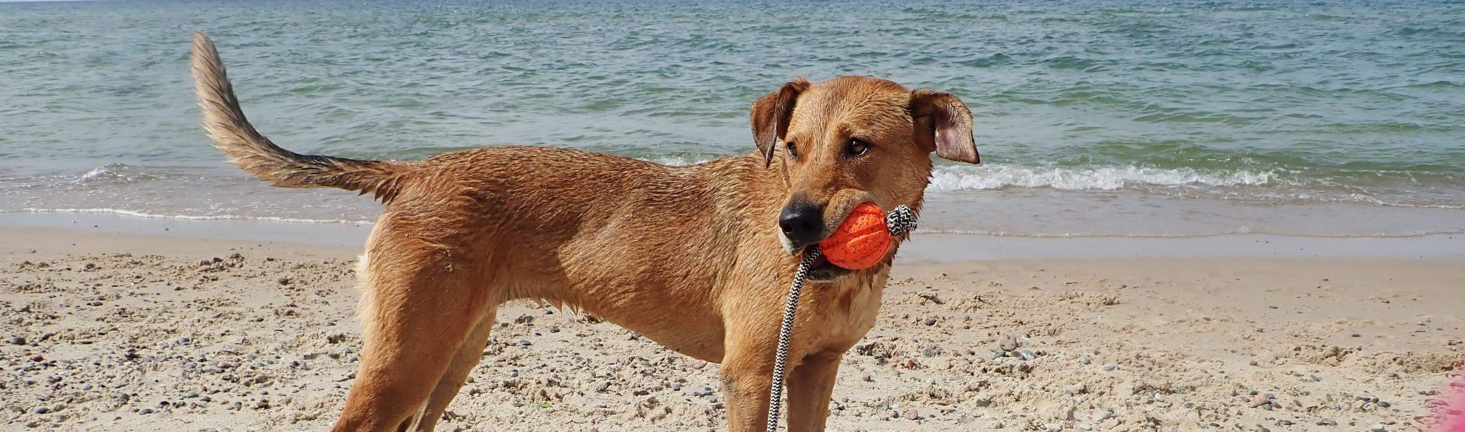 pies triss nad brzegiem morza