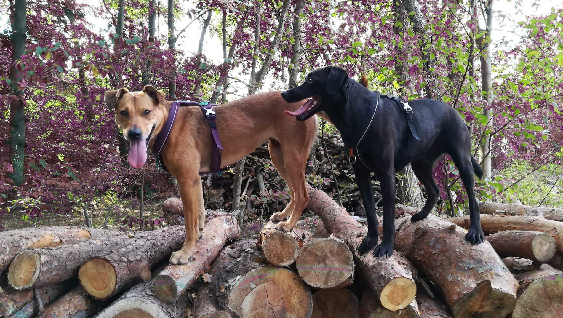 psy Stowarzyszenie Letri. Psy i My