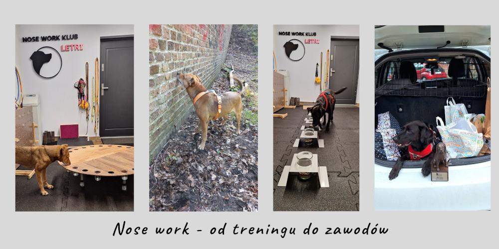 od treningu do zawodów nose work