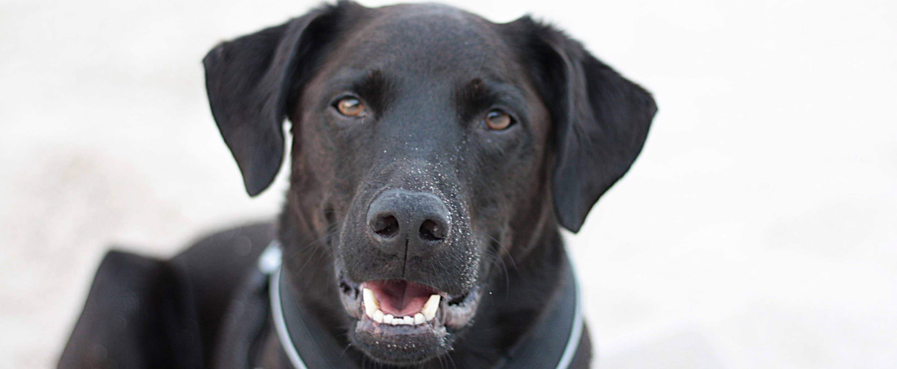 pies do adopcji pomoc