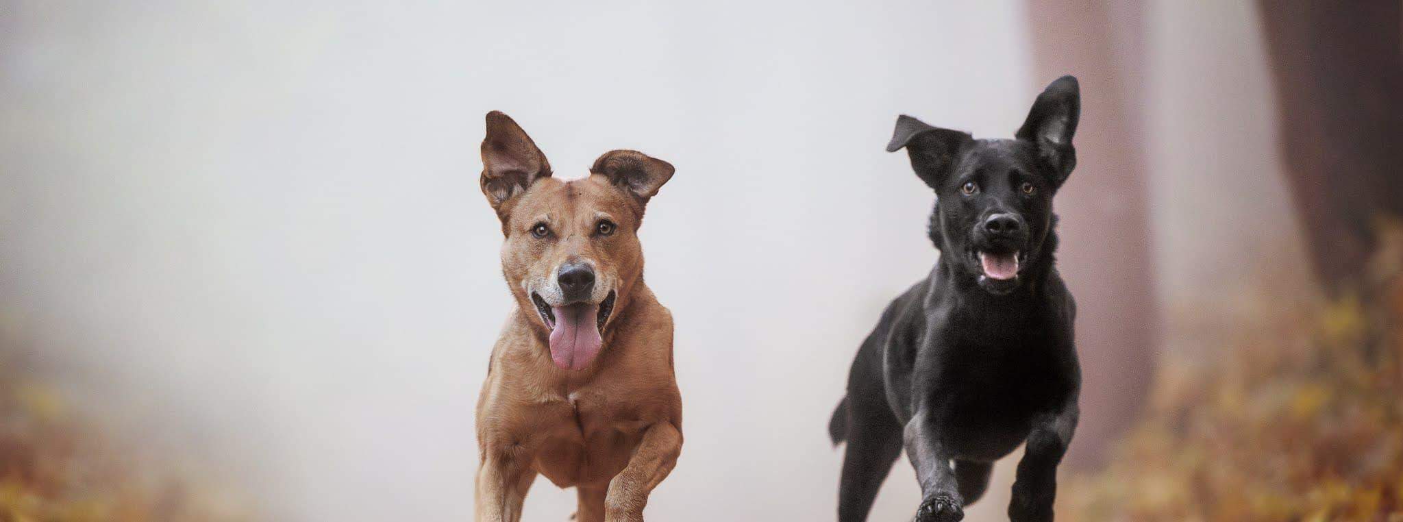 psy biegnące wesoło po lesie