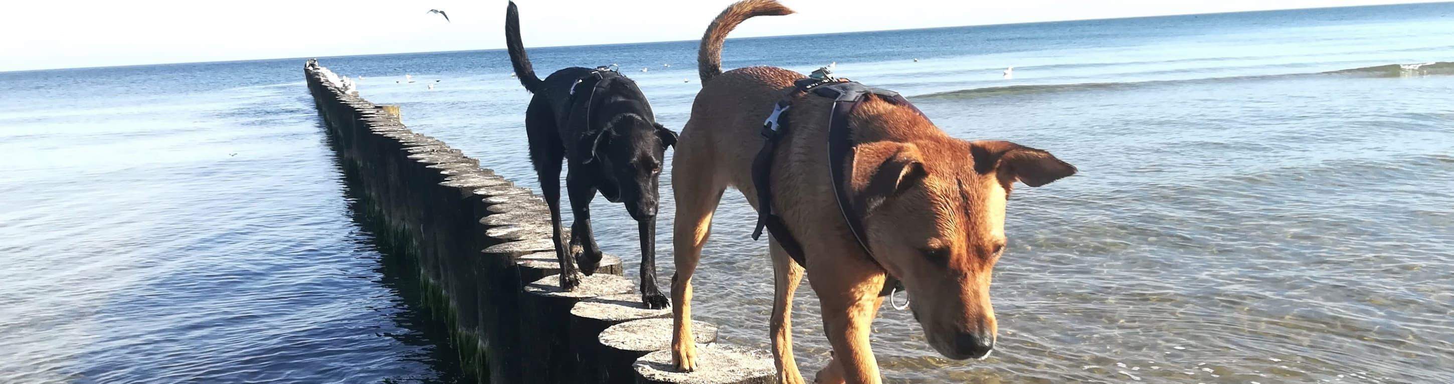 psy idące razem nad brzegiem morza